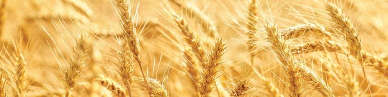 Catalogo prodotti mr malt