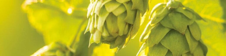 Catalogo prodotti mr malt