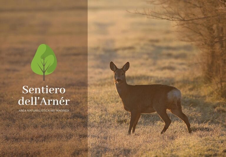 creazione depliant brochure sentiero dell'arner a cordenons per Hera